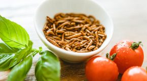 Alimentation : les insectes progressent dans nos assiettes